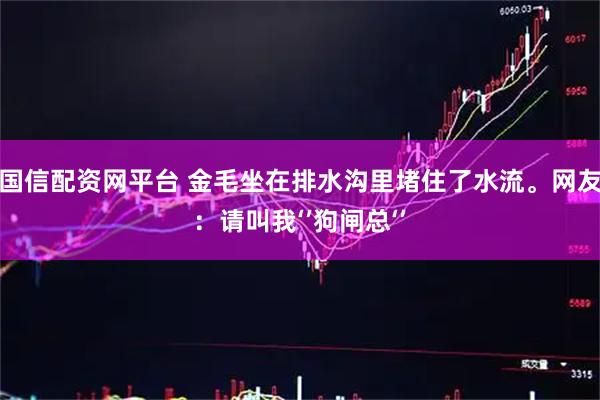国信配资网平台 金毛坐在排水沟里堵住了水流。网友:请叫我‘’狗闸总‘’